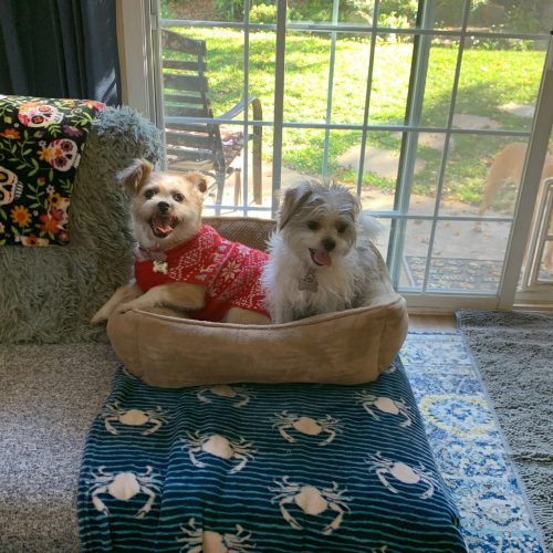 Pups playing together in the enclosed yard