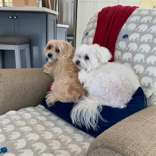 Dog lounging on a comfy bed