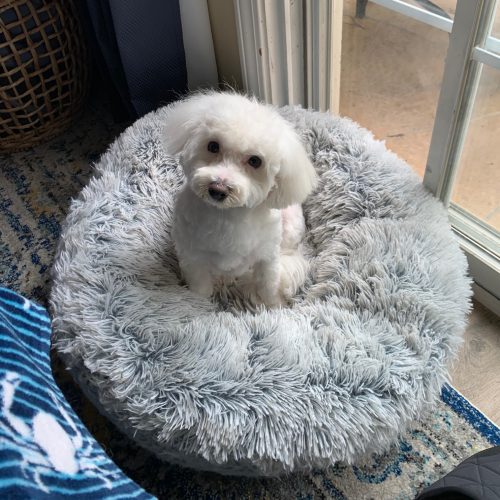 Furry guest having fun at daycare